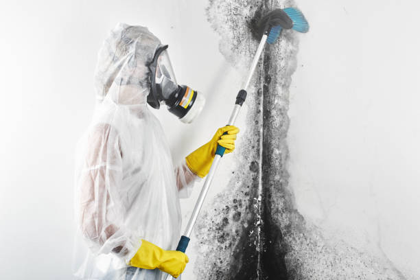 Environmental Consulting for Mold Prevention in Clermont, FL